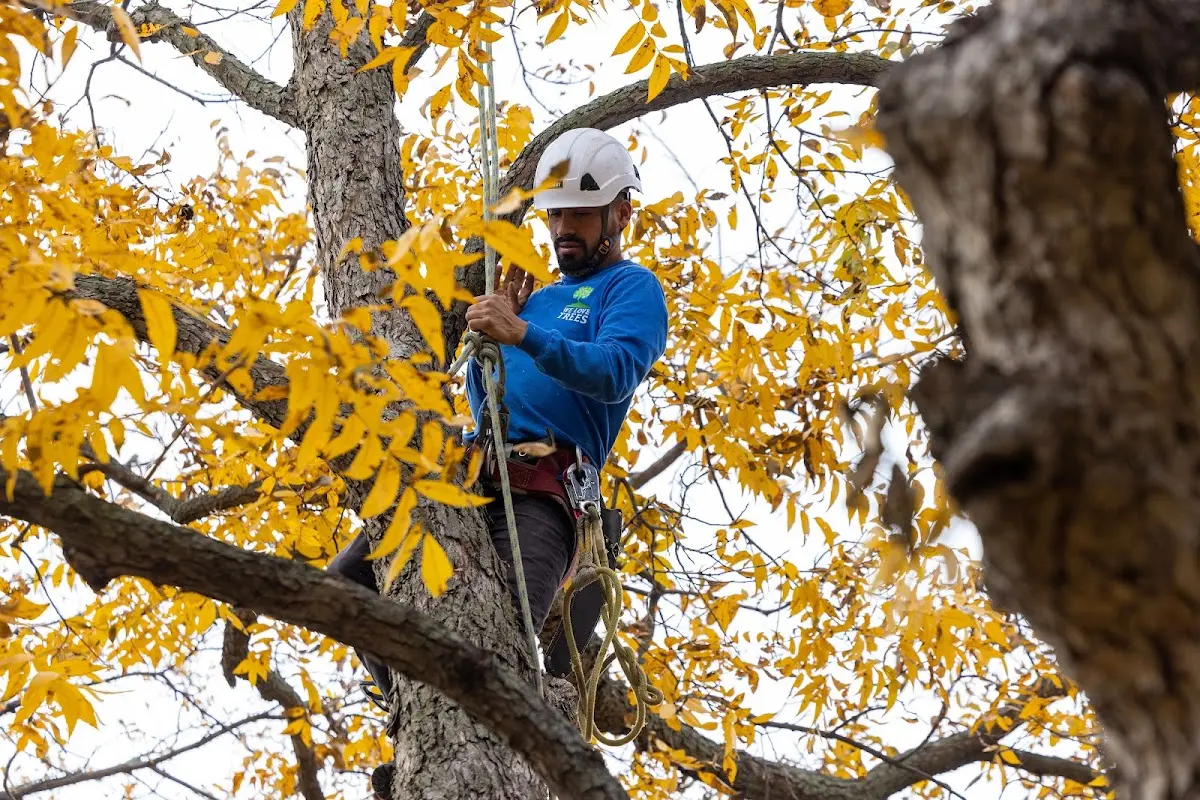 Skilled Tree Trimming crew working in Chama