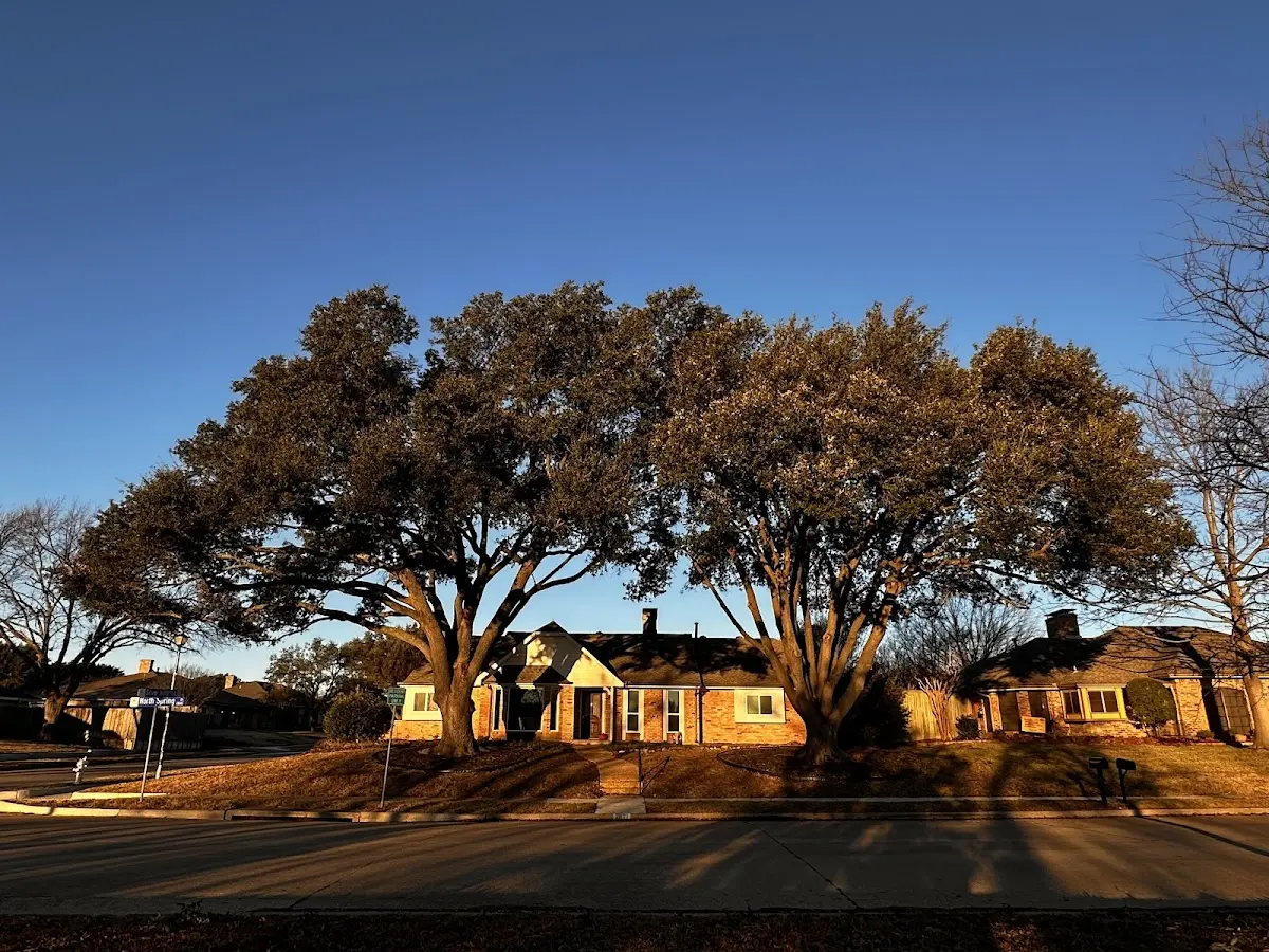 Established residential canopy tree shading a home in Chama